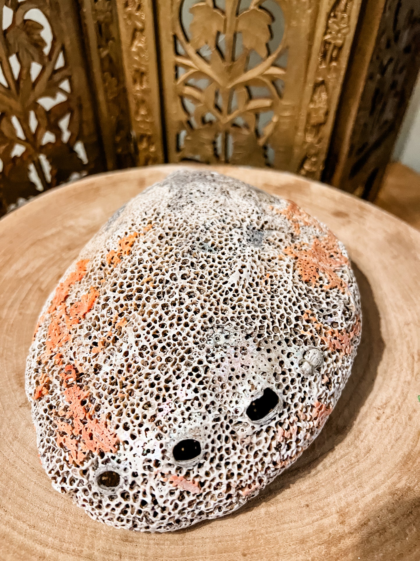 Sea Shell