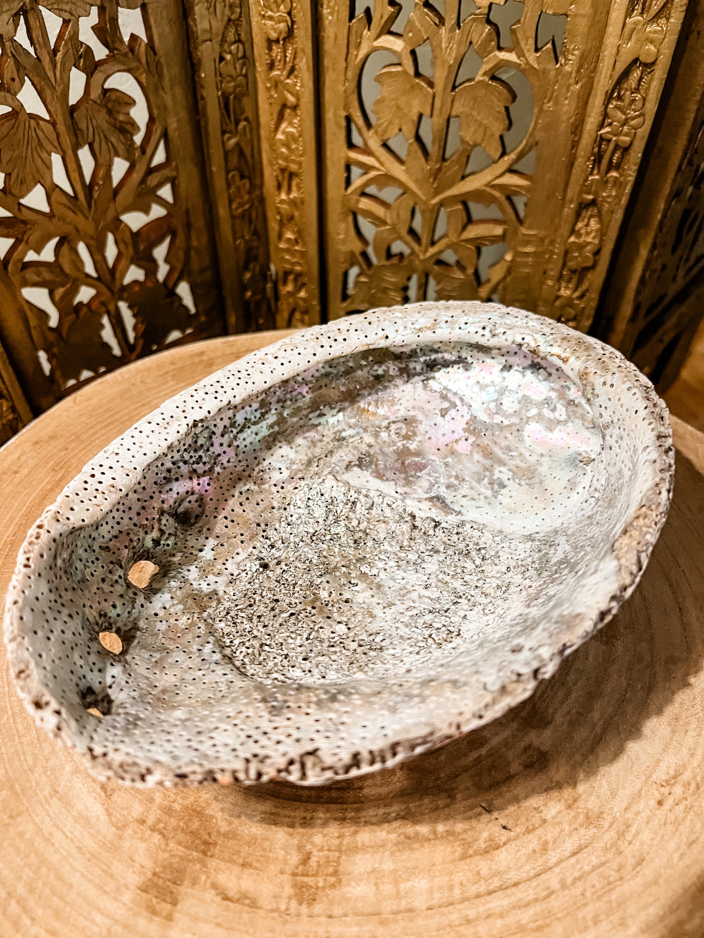 Sea Shell