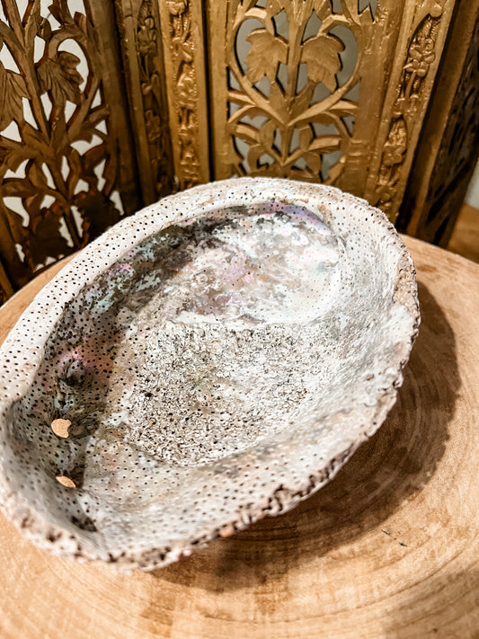 Sea Shell